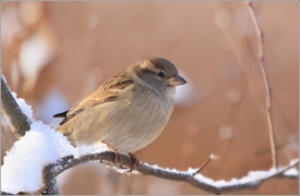 <p>VRABEC DOMÁCÍ (Passer domesticus)</p>